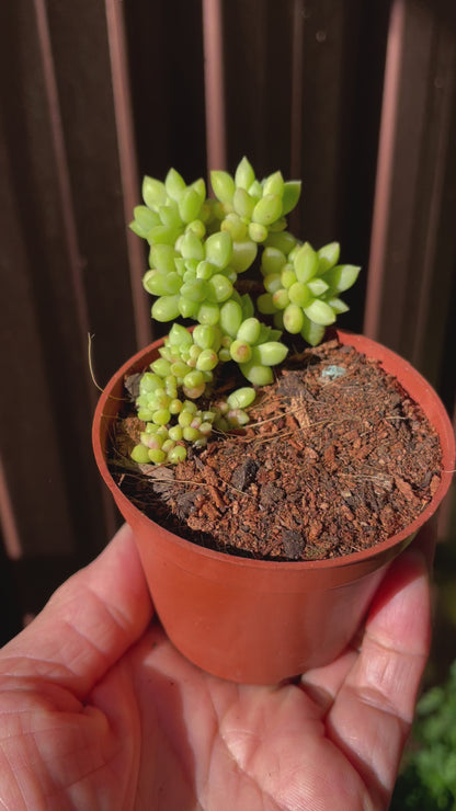 Succulent Sedum Billy Beans