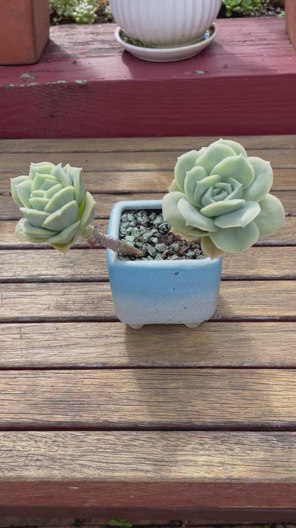 Lovely rose succulent X Graptoveria ‘Lovely Rose’ Variegated