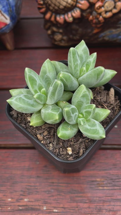 Pachyphytum compactum