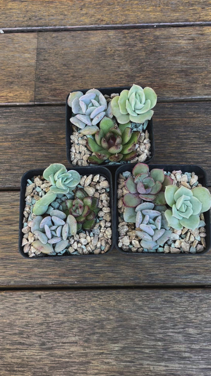 Succulent 3-Pack – Echeveria, ‘Lovely Rose’, ‘Cubic Frost’