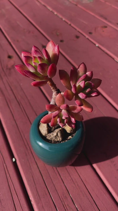 Succulent Echeveria ‘Minibelle’ Old Term