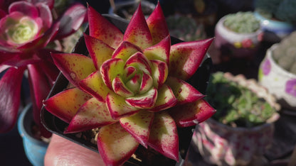 Echeveria Agavoides “Ebony” Red Succulent