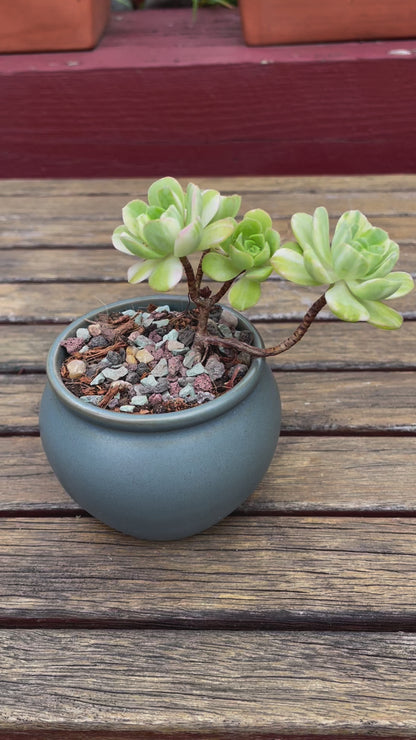 Aeonium Suncup Castello Paivae Variegated - 爱染锦