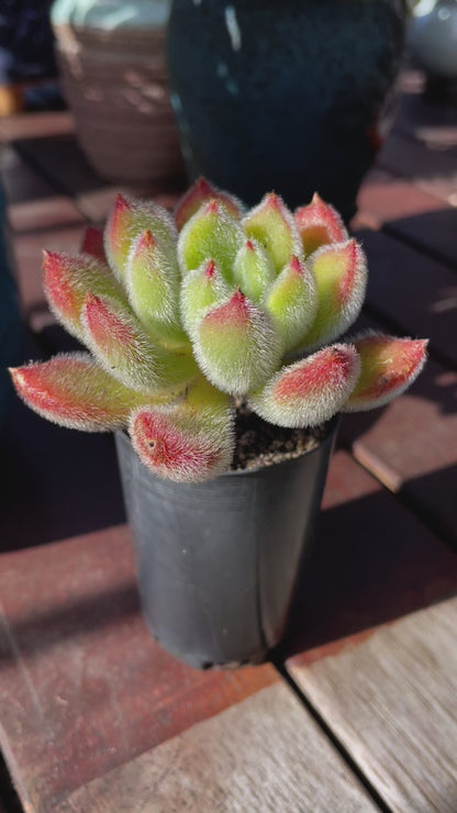 Echeveria Doris succulent