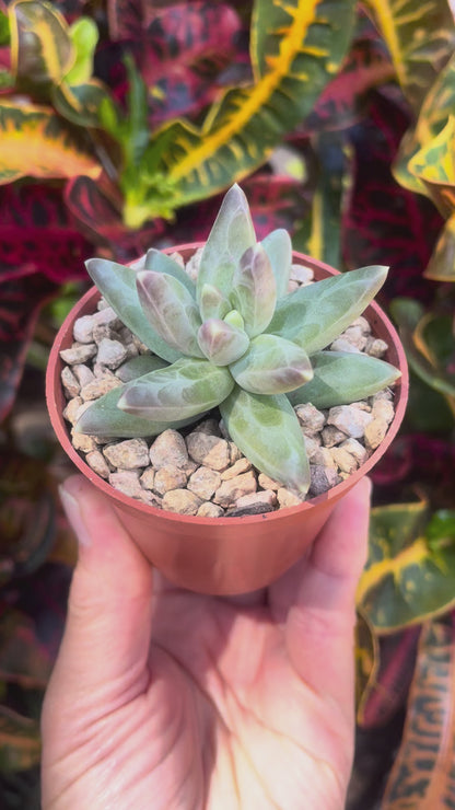 Pachyphytum compactum (Little Jewel Succulent) - Live Plant