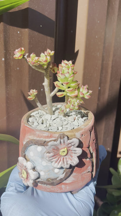 Succulent Echeveria supia