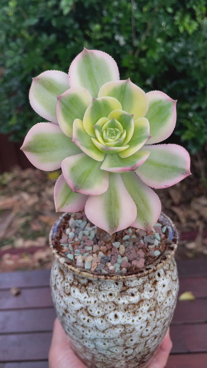 Aeonium Sunburst Variegated 2 heads