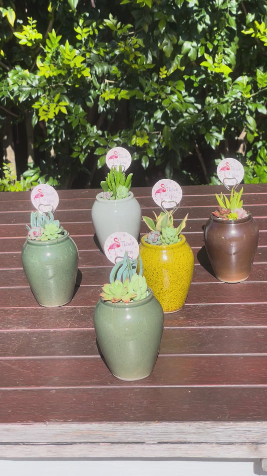Succulent Favour Only Local Pickup
