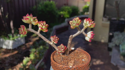 Succulent Echeveria supia