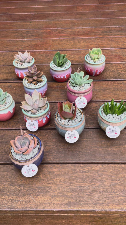 Succulent Favours: colourful ceramic glazed pot. Only local pickup no delivery
