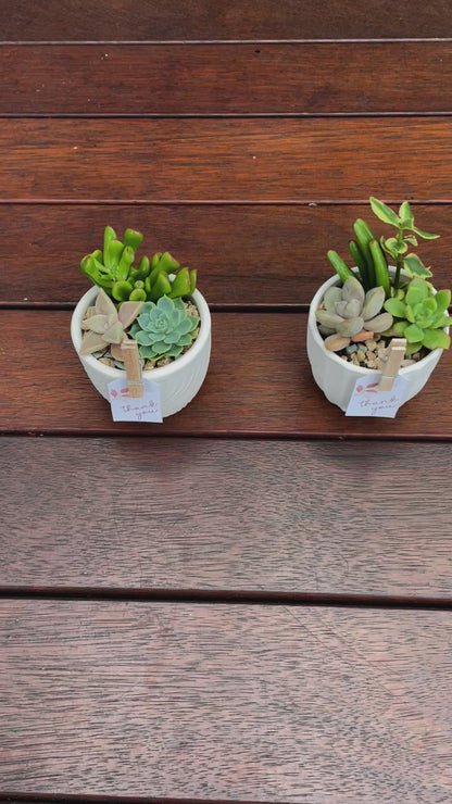 Succulent favour only local pick up from Gymea 2227