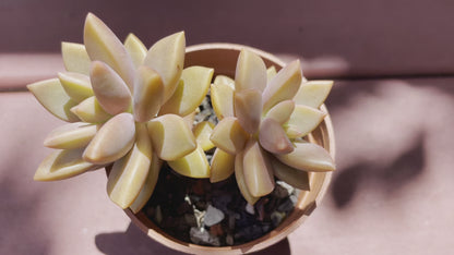 Succulent Graptosedum Bronze Delight