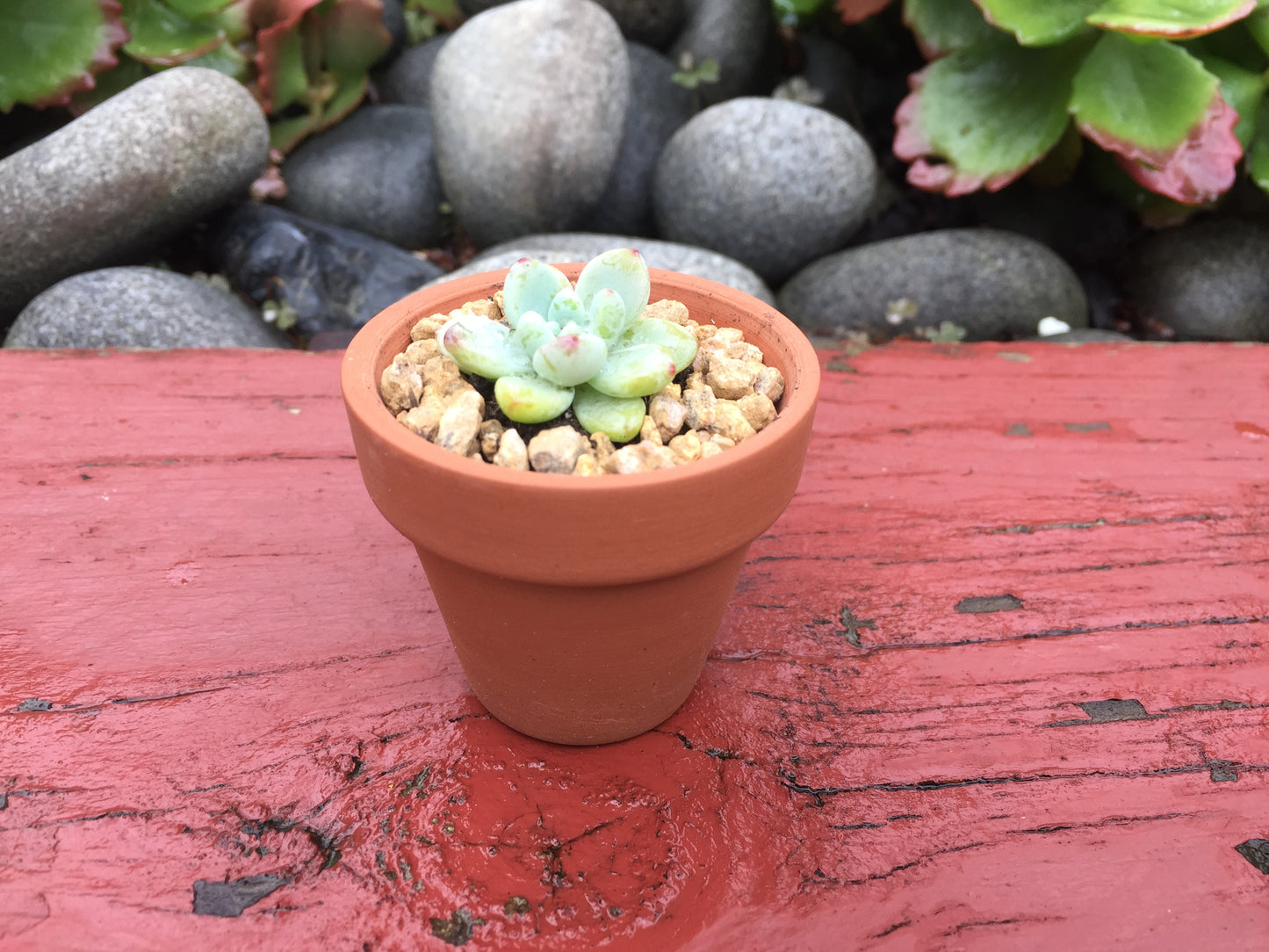 80 Mini Terracotta Pots - Perfect for Succulents, Cacti, and Home/Office Decor - 5.5cm