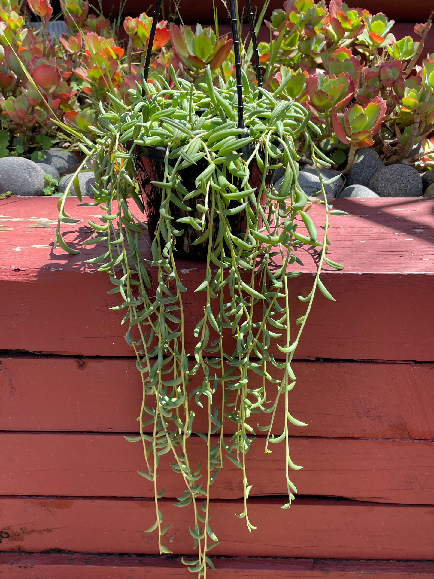 String of bananas Senecio radicans cutting