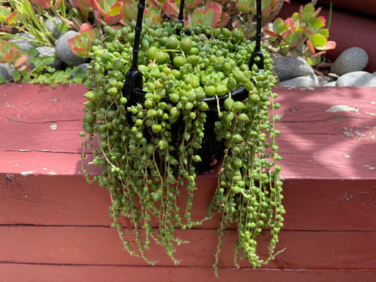 5x String of pearls cuttings 10cm length