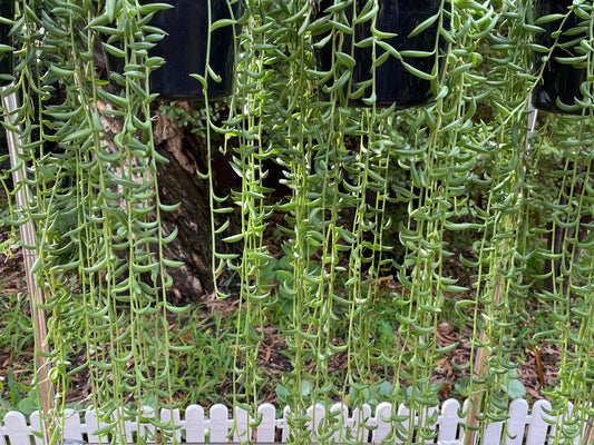 String of bananas Senecio radicans cutting