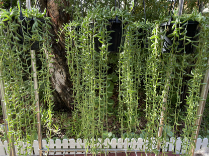 String of bananas Senecio radicans cutting