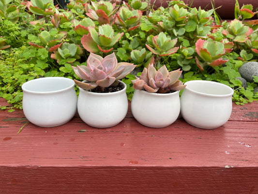 6x Round White Ceramic Glazed Pot Round Succulent Home Office Decor 6.5cm Diameter