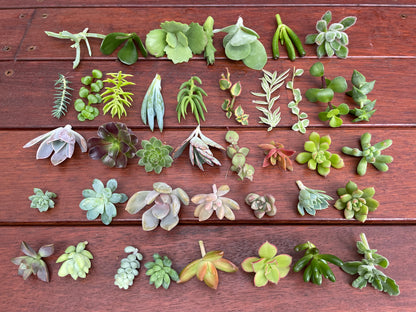 30x Succulent fresh cuttings mix pack DIY fairy garden succulent starter