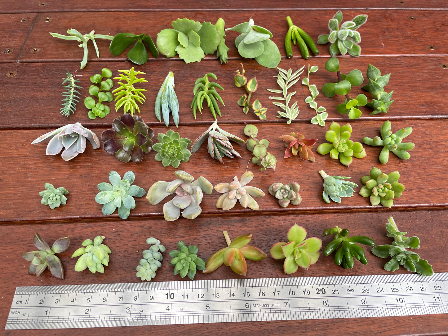 30x Succulent fresh cuttings mix pack DIY fairy garden succulent starter