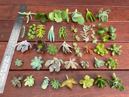 30x Succulent fresh cuttings mix pack DIY fairy garden succulent starter