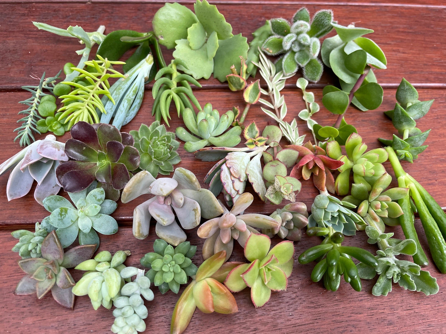 30x Succulent fresh cuttings mix pack DIY fairy garden succulent starter