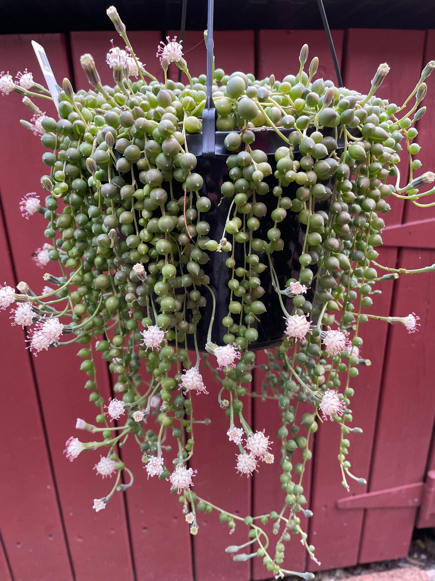 5x String of pearls cuttings 10cm length