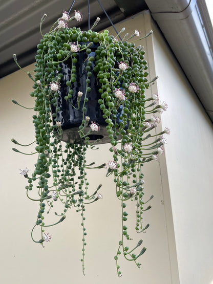 5x String of pearls cuttings 10cm length