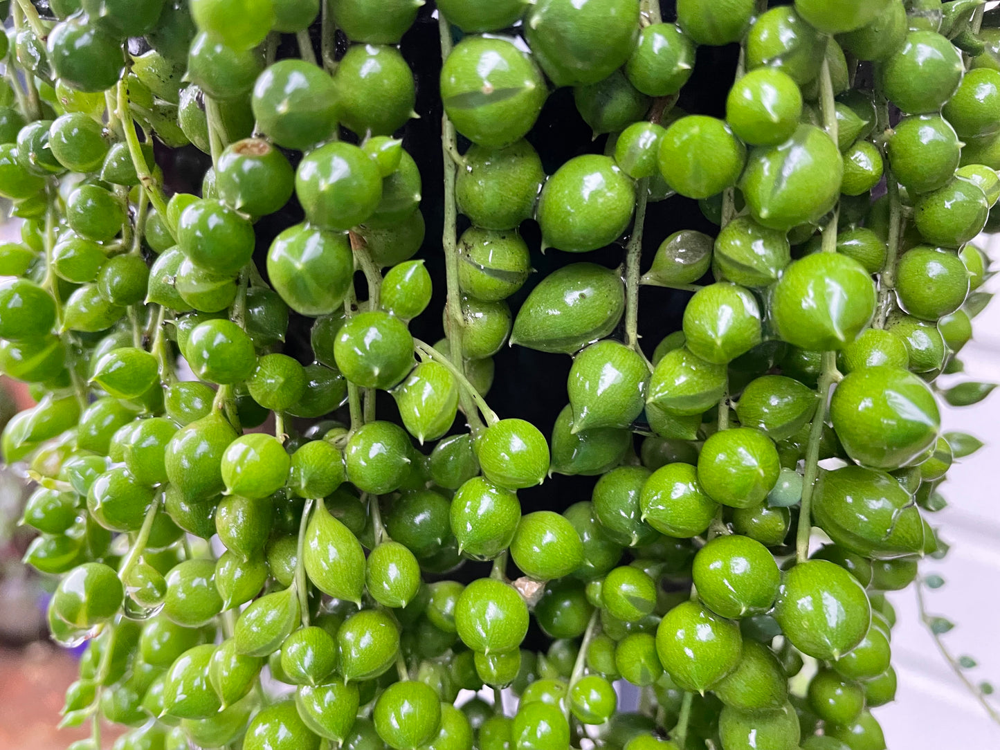 5x String of pearls cuttings 10cm length