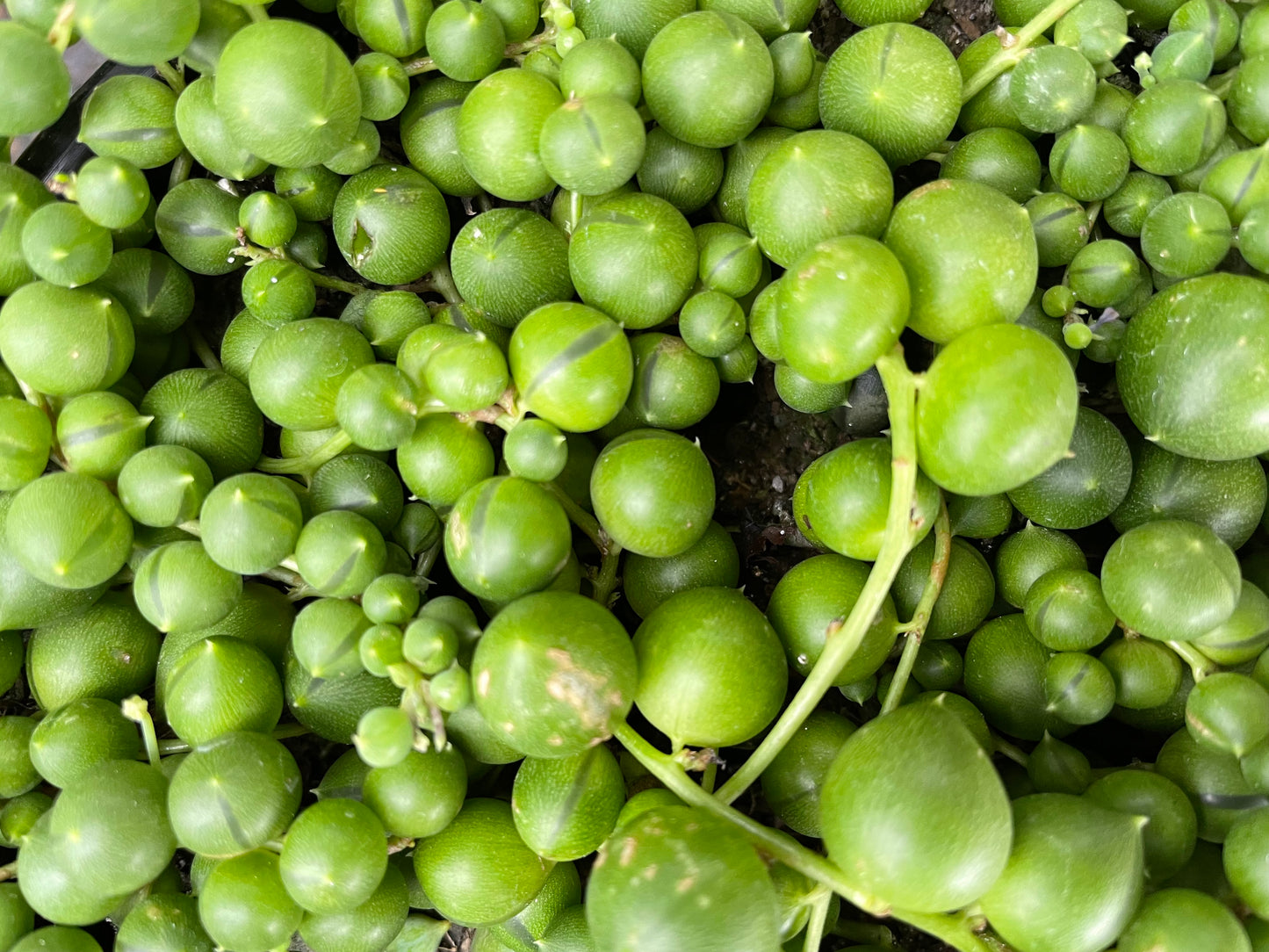 5x String of pearls cuttings 10cm length