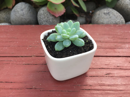 20x 5cm Square White Ceramic Succulent Plant Pots