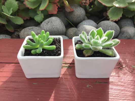 6x Square Pots Small Cube White Ceramic Glazed Plant Pots Succulent Home Office Decor 6.5cm