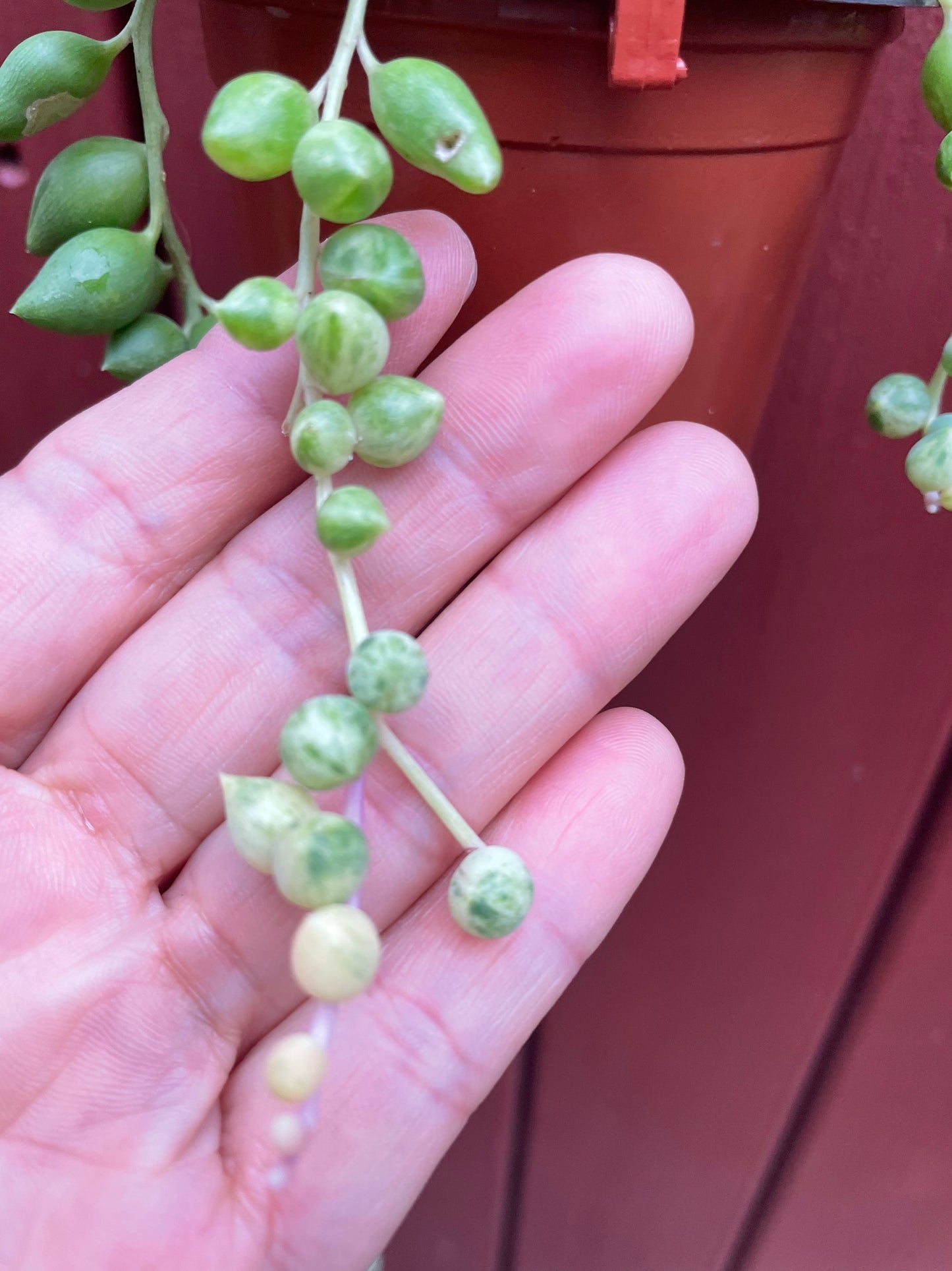 Senecio 'Angel's Tears' Variegated Long