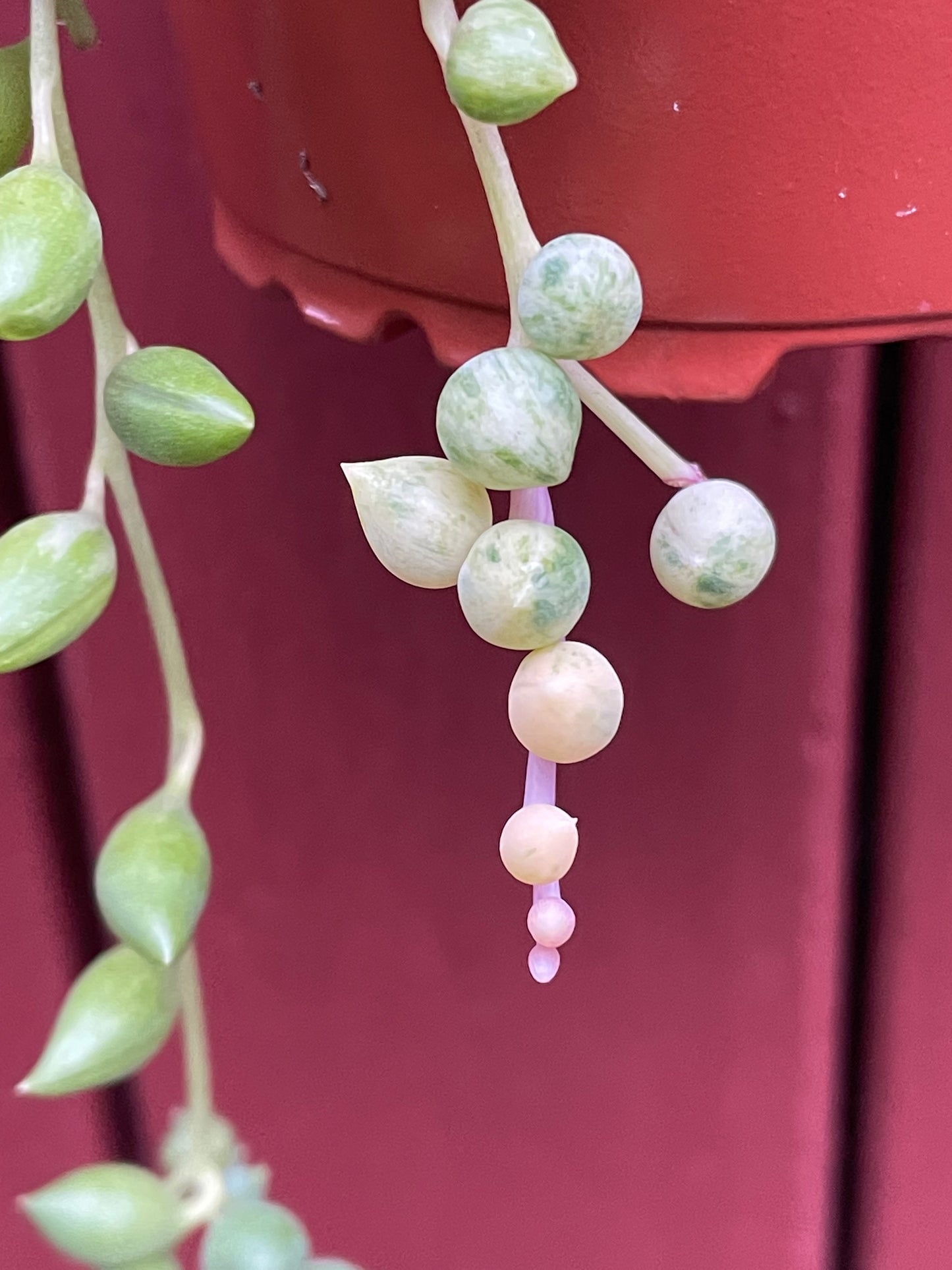 Senecio 'Angel's Tears' Variegated Long