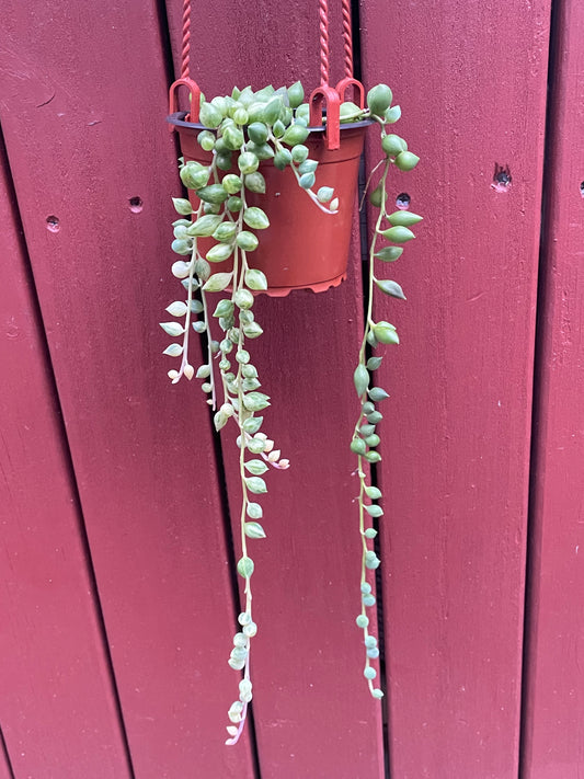 Senecio 'Angel's Tears' Variegated Long