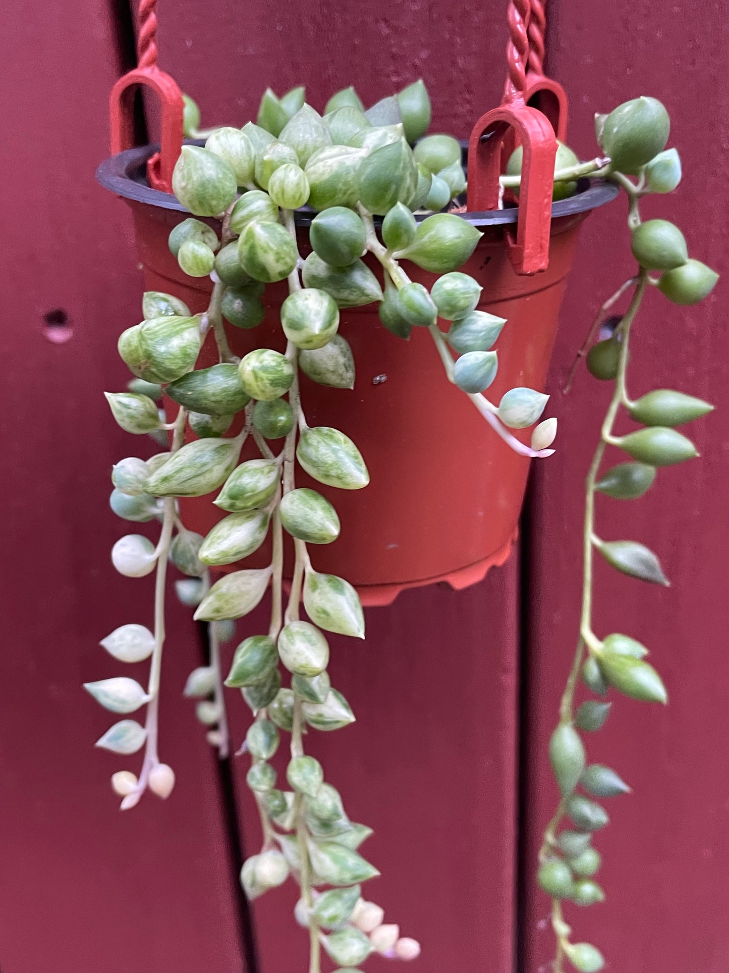 Senecio 'Angel's Tears' Variegated Long