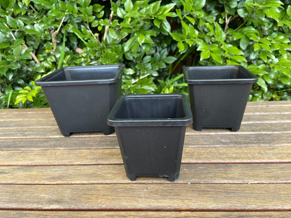 10x Black Durable Thick Plastic Square Pots Cactus Succulent Flower Planters Nursery