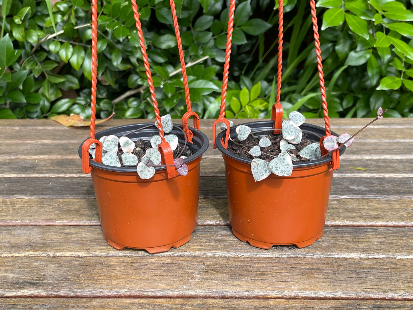 String of Hearts Variegated