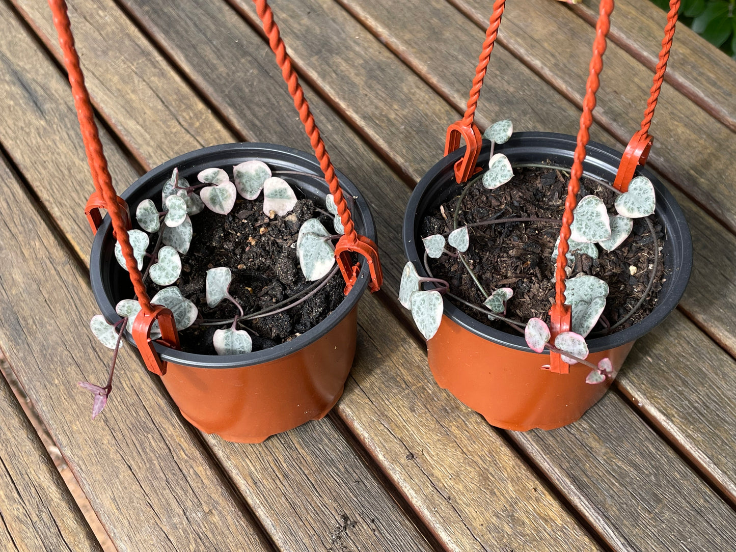 String of Hearts Variegated