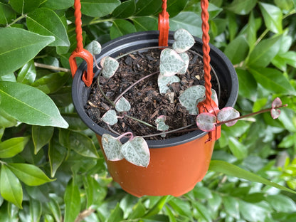 String of Hearts Variegated