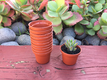 clay or plastic pots for succulents Mini Plastic Seeding Pot Thick Red Round 5cm Succulent Flower Draining Hole – GO&GO PTY LTD