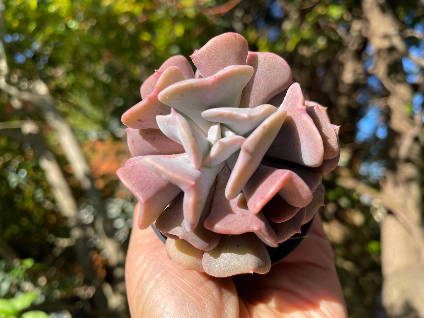 Echeveria cubic frost 7cm width