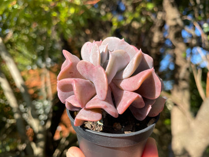 Echeveria cubic frost 7cm width