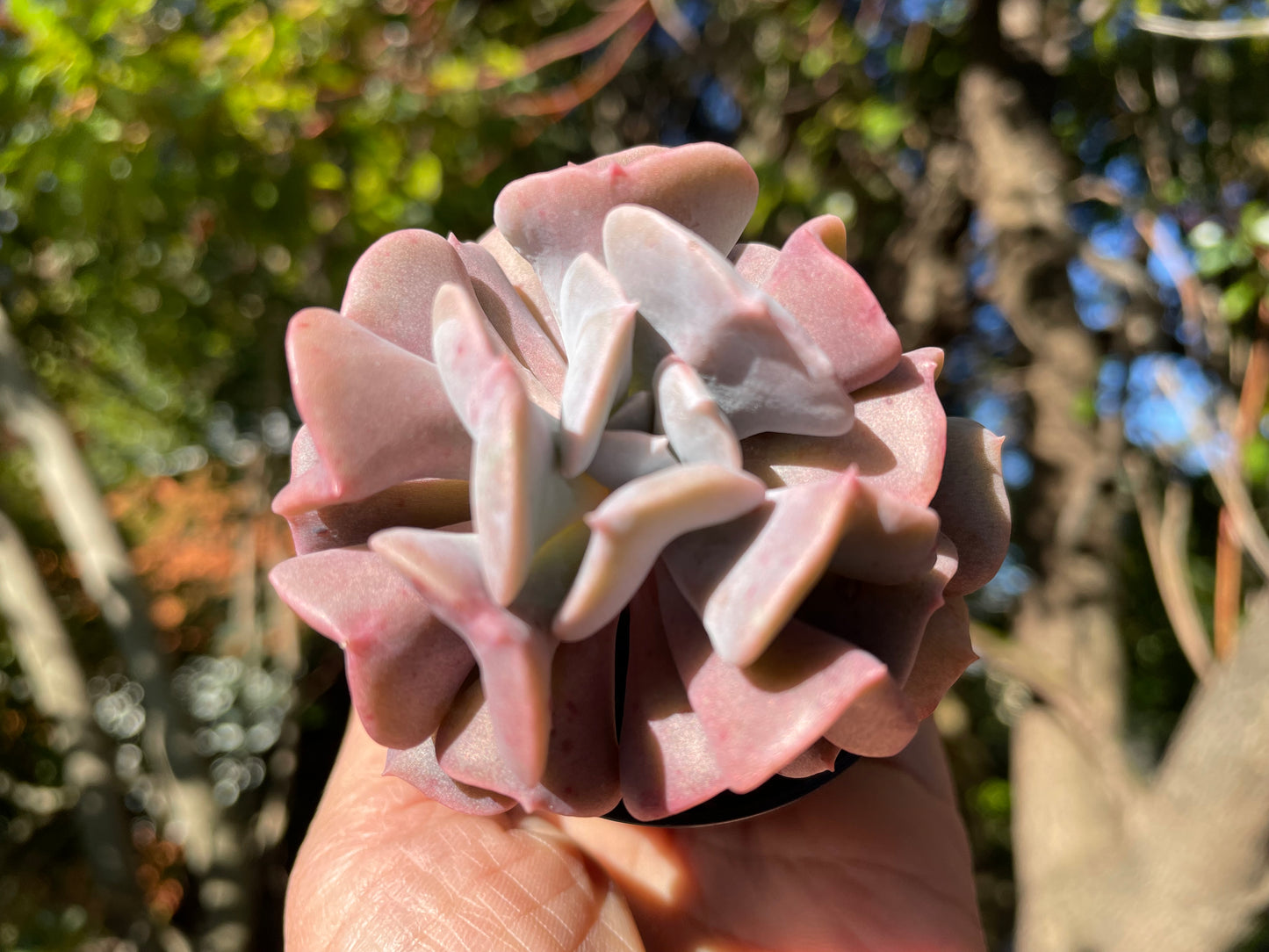 Echeveria cubic frost 7cm width