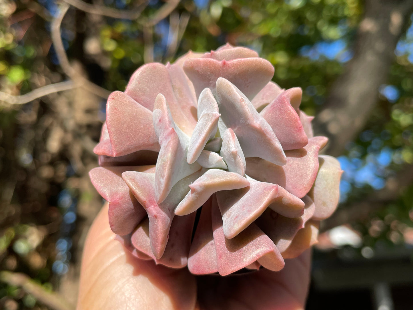 Echeveria cubic frost 7cm width