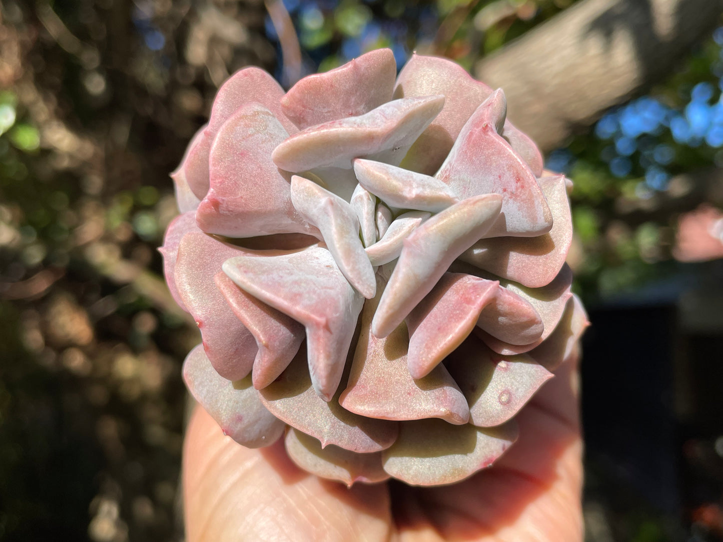 Echeveria cubic frost 7cm width