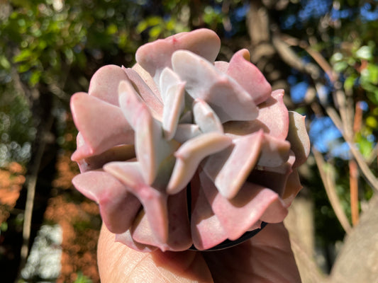 Echeveria cubic frost 7cm width