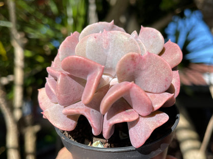 Echeveria cubic frost 7cm width