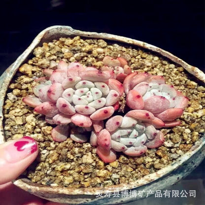 maifan stone for succulents Maifan Stone 3-5mm Succulent Natural Pebbles Terrariums Bonsai Succule – GO&GO PTY LTD