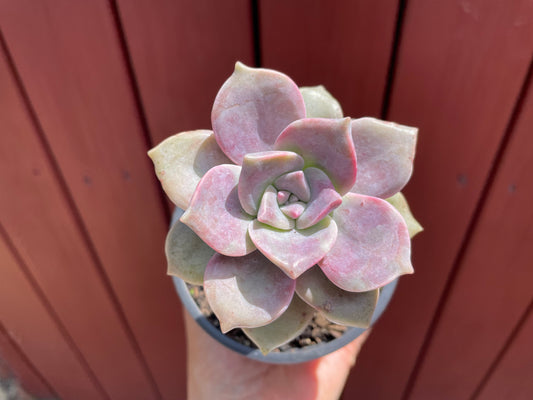 Succulent purple delight